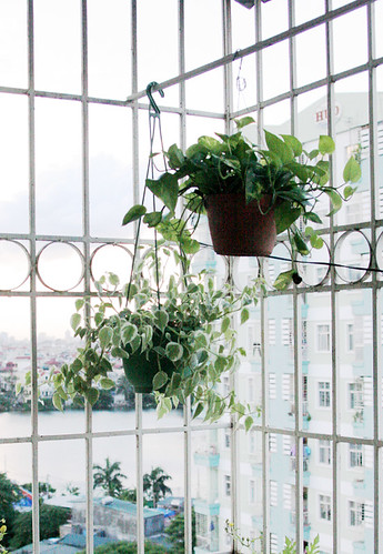 hanging plants by you.