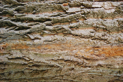 Tree Bark Texture 05