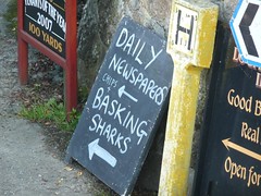 Newspapers and basking sharks at Treen