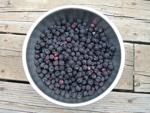 Wild black raspberries