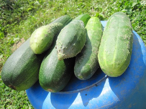 Two Zucchini's and some cukes