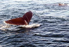 Whale_group_Tail2