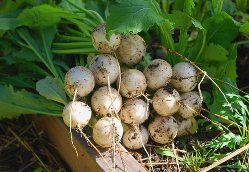hakurei turnips harvest
