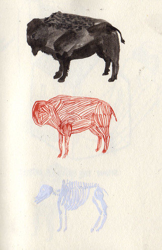 stripped buffalo sketch