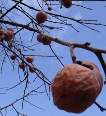 Persimmon fruits hanging from the tree (Diospyros virginiana)