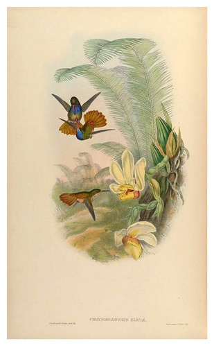 020-An introduction to the Trochilidae or family of humming-birds- Vol 5- 1861-John Gould