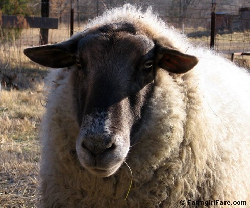 Big Chip Suffolk sheep - FarmgirlFare.com