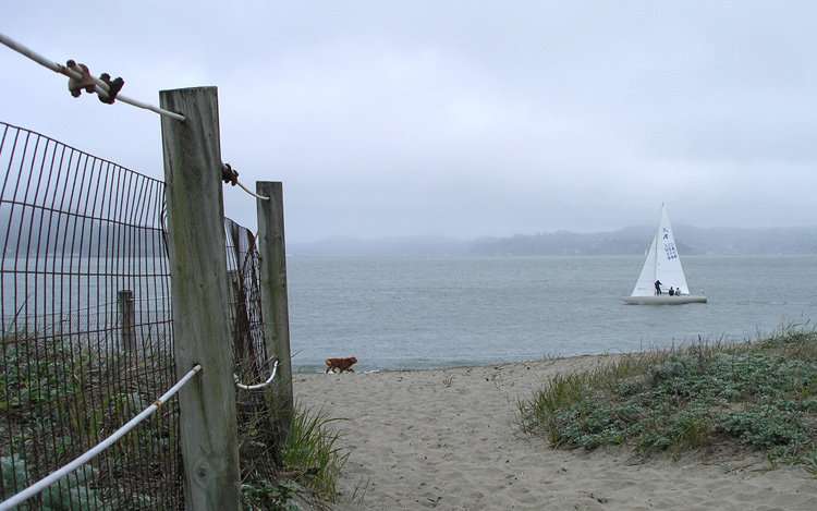 Dog, Sailboat at Golden Gate