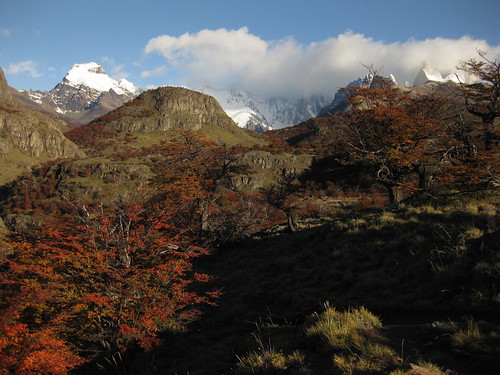 trees and mountains. El Chalten.