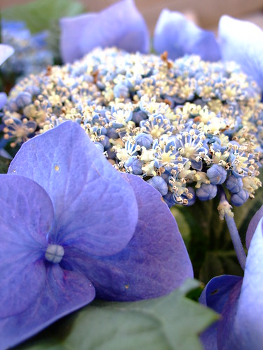 la flora violeta
