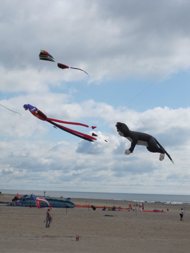 Giant Kites w/ Cat Kite