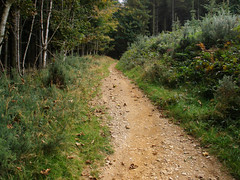 Nature walk in Glenealy Woods