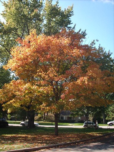 Orangish Autumn Tree