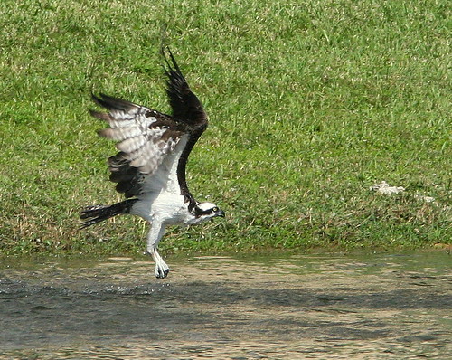 Osprey Takeoff 20091028