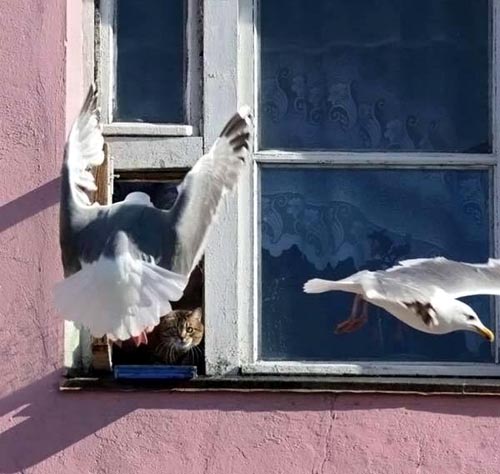 cat guards window