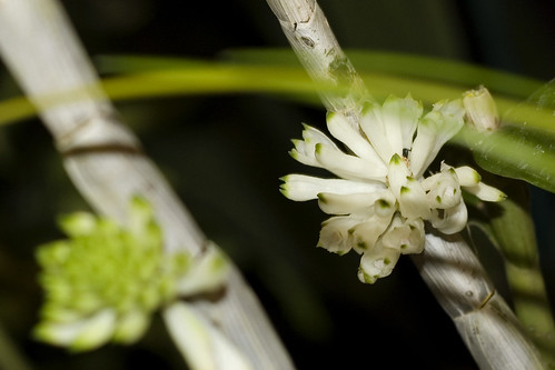 Dendrobium purpureum 'alba'