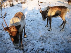 Kirkenes Reindeer Park Resort in Norway #8