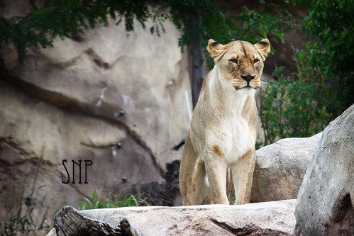 . lioness .