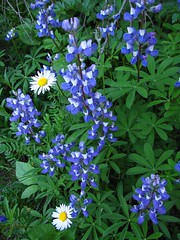 Mount Rainier - wildflowers