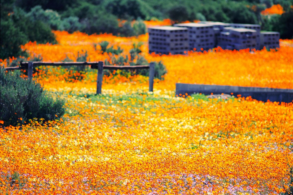 More Namaqualand Blooms VII