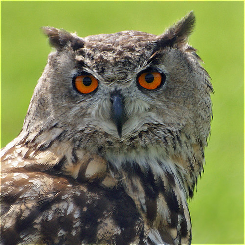 Other pictures of the Eurasian Eagle Owl Bubo bubo 