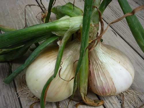 New Jersey onions farmers market