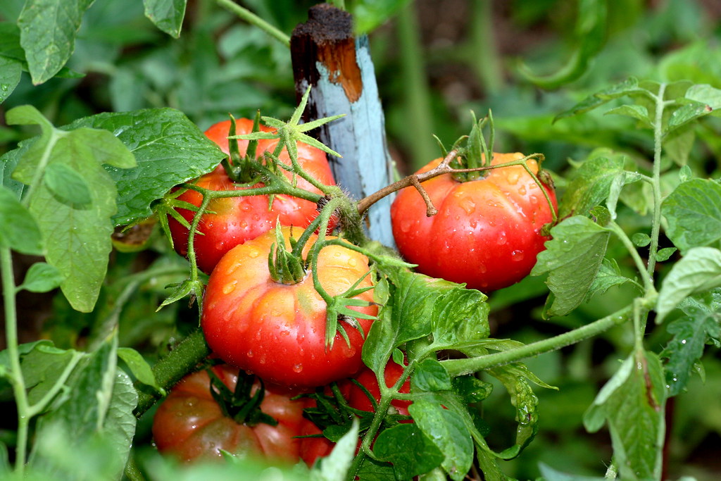 : Datscha-Garten: Tomaten
