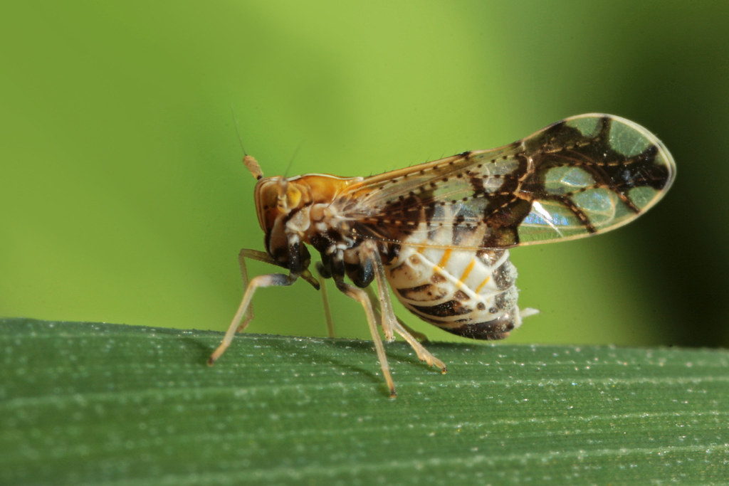 Ornate Planthopper (Liburniella ornata)