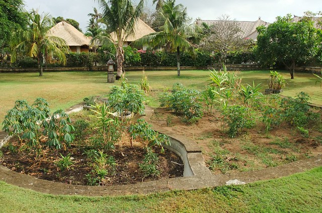 Fresh Herbs and Vegetables grown within the premises