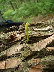 Appalachian Trail Sprout