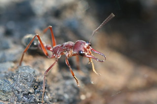 Myrmecia brevinoda (Giant Bulldog Ant, Giant B...