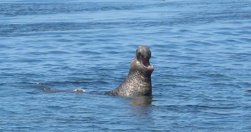Barking elephant seal