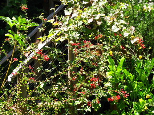 2009-08-01 garden; Keckiella cordifolia