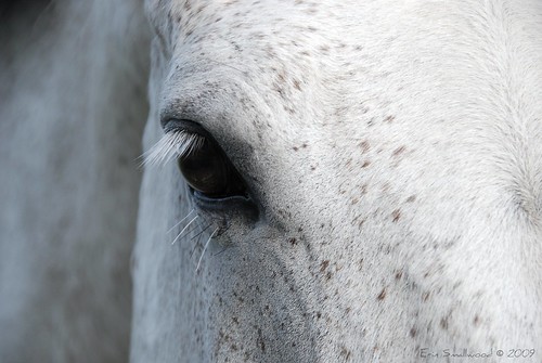 Horsey lashes