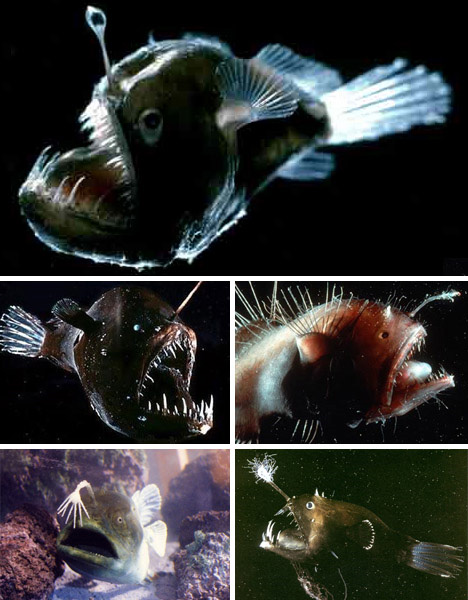 08_anglerfish
