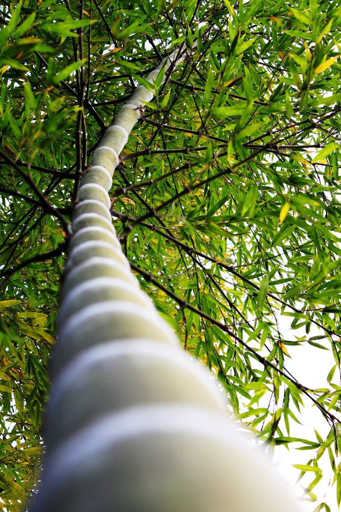 Curving Bamboo