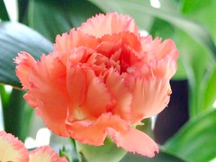 CARYOPHYLLACEAE 石竹科 - Garden Carnation (Dianth...
