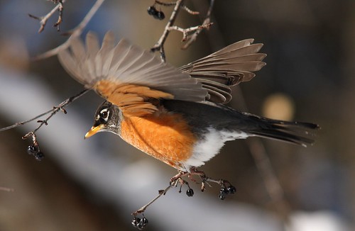 Robin with Wings Outstretched