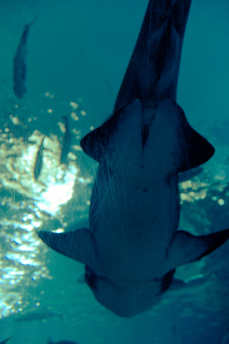 Ocean World- Shark