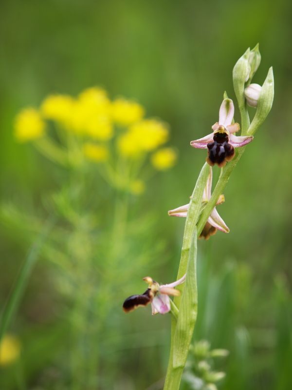 Ophrys sphegodes (f. roseus) (48°08' N 16°33' E)