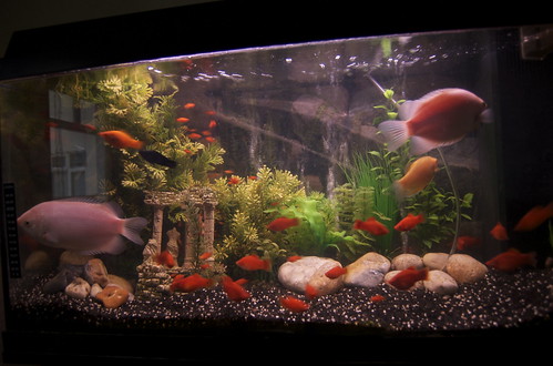 tropical fish tank decorations. Fish Tank Decor
