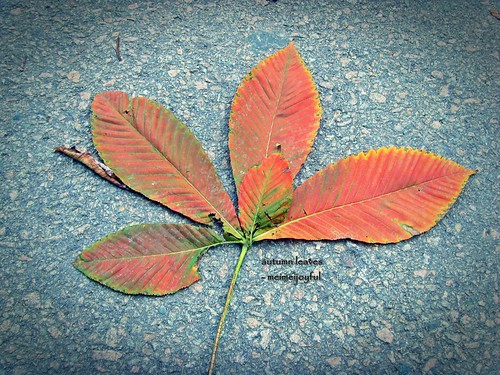 autumn leaf on the floor 