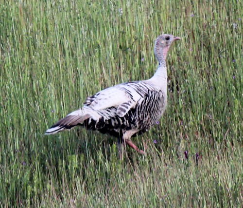 color images of turkeys. This unusually colored wild turkey showed up by herself in my backyard one 