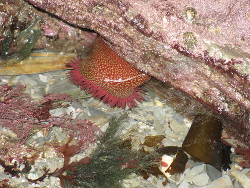 Lundy 2008: Strawberry anemone