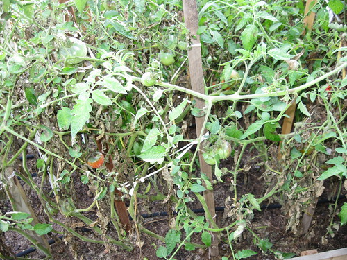 Blighted Tomatoes