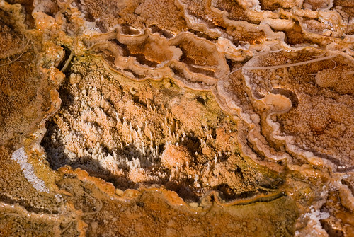 very awesome assortment of mini sinter formations! @ mammoth hot springs, yellowstone national park, wyoming