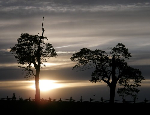 フリー画像|自然風景|夕日/夕焼け/夕暮れ|樹木の風景|シルエット|フリー素材|