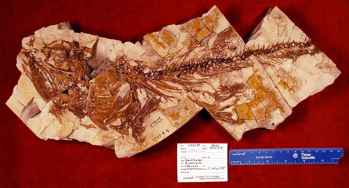 Salmonid Fossil