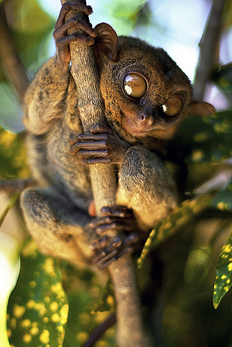 tarsier-philippines-07 by you.