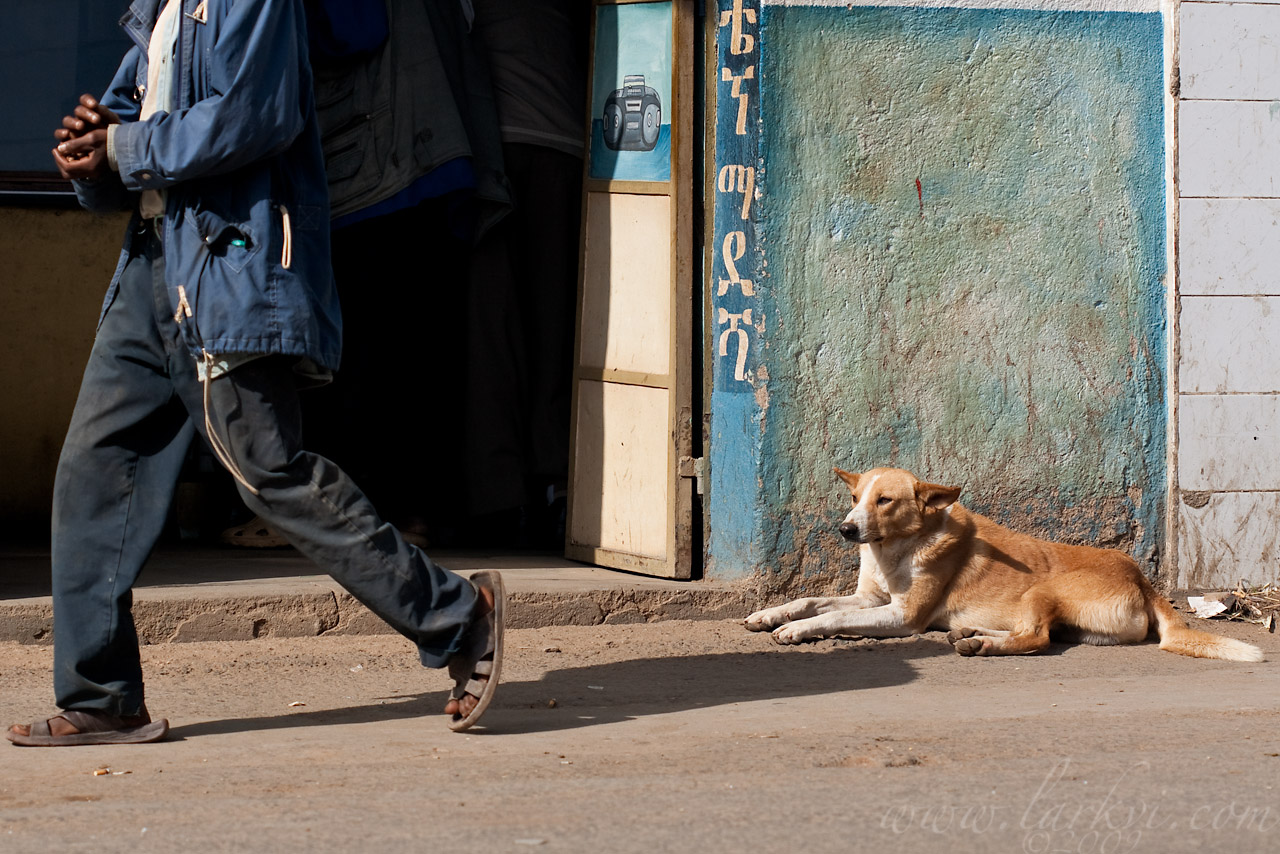 Dog #1(b), Harar, Ethiopia, August 2009